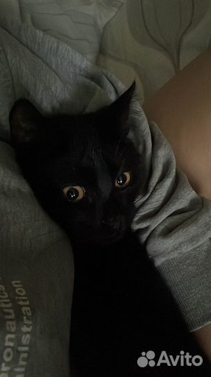 Русская кошка