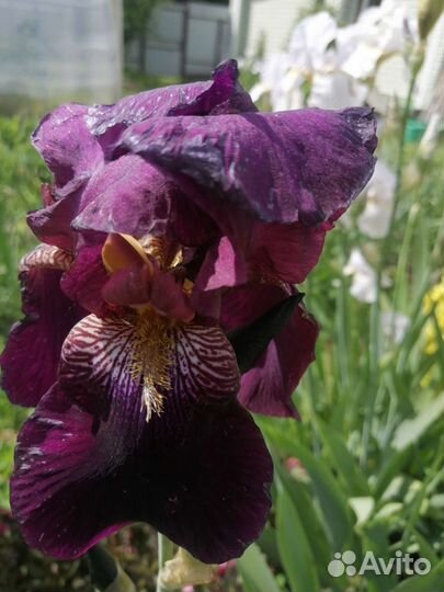 Ирисы сортовые