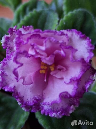 Сортовые взрослые фиалки