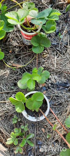 Рассада клубники