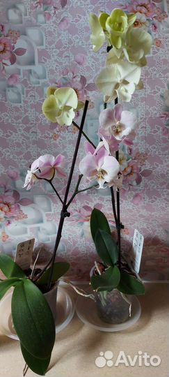 Орхидея фаленопсис биглип
