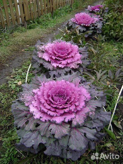 Декоративная капуста