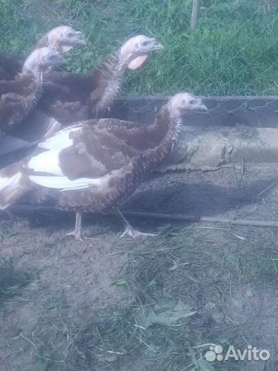 Семья индюков