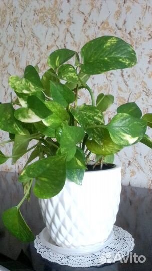 Сциндапсус Марбл Квин