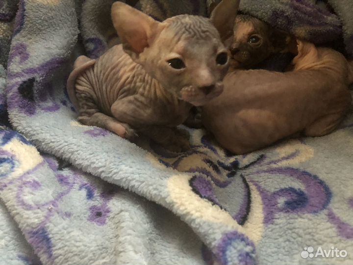 Донской сфинкс котята