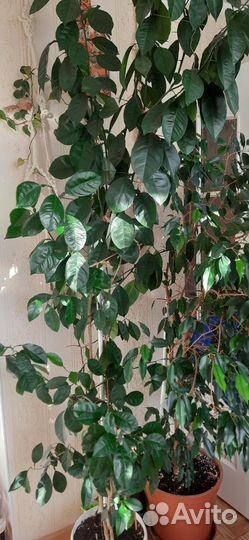 Лимонное дерево