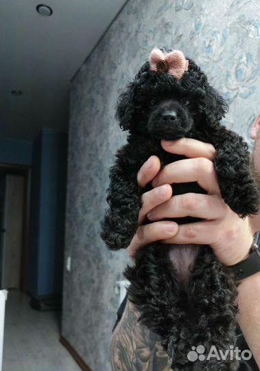 Карликовый пудель