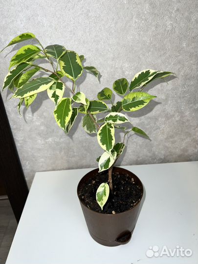 Фикус бенджамина