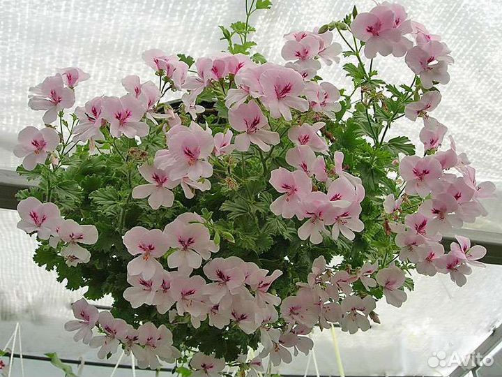 Сортовые пеларгонии (герани)