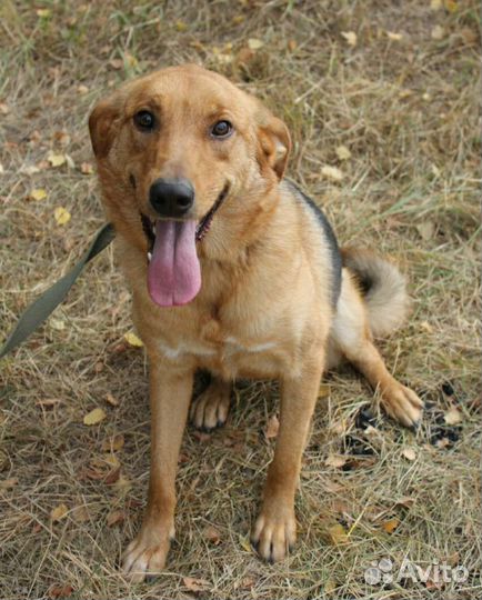 Рыжее солнышко грустит в приюте