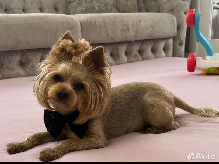 Йоркширский терьер вязка мальчик
