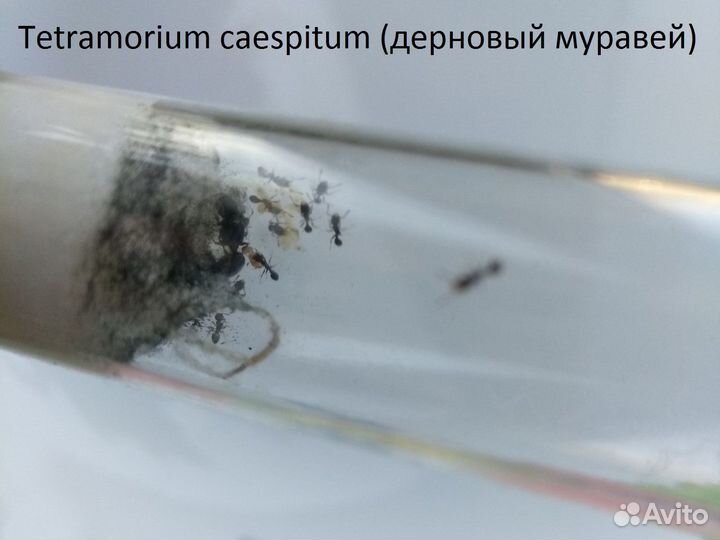 Муравьи Матка: Жнецы, Cадовый, Дерновый. Знахарь