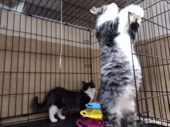 Ветеринарная помощь на дому