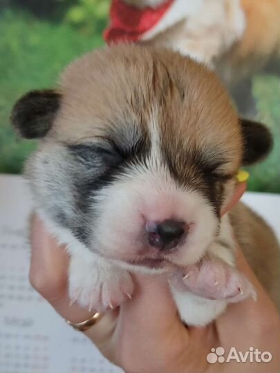 Вельш корги пемброк щенки на сентябрь