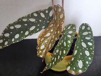 Бегония пятнистая/Begonia maculata
