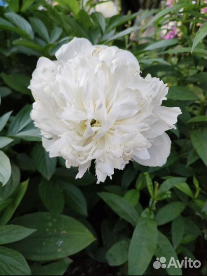 Цветы уличные и домашние