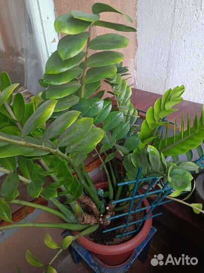 Замиокулькас