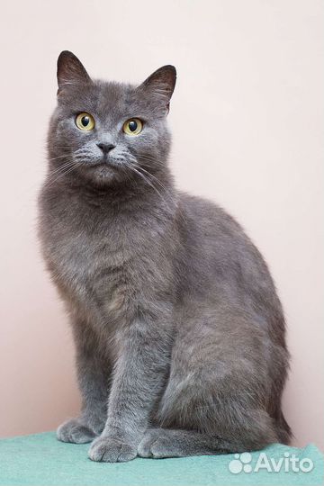 Брита из Кременной в поисках друга