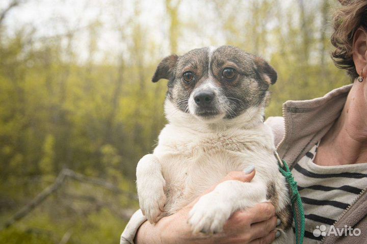 Мелкаши поступили в приют