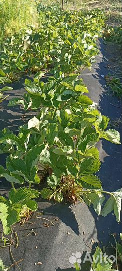 Саженцы клубники