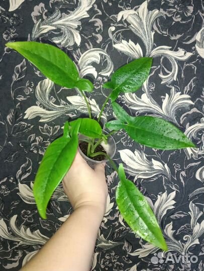 Сингониумы