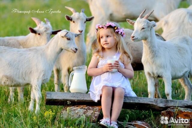 Козье молоко. Сыр Молочные продукты