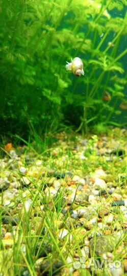 Улитка покемон