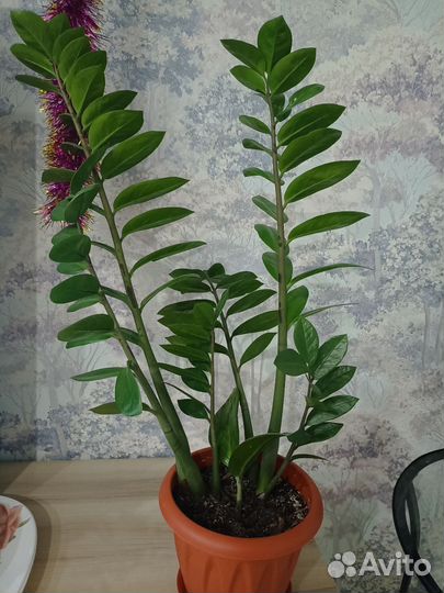 Замиокулькас