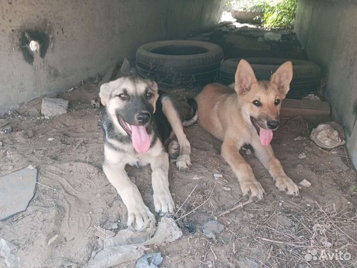 Щенки