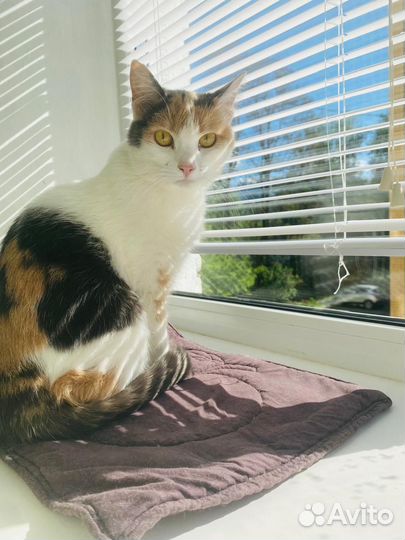 Кошечка в добрые руки девочка