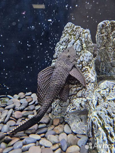 Сом птеригоплихт (парчовый)