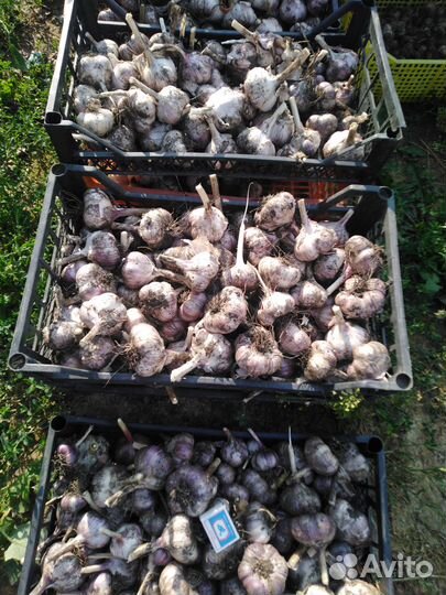 Чеснок озимый для посадки