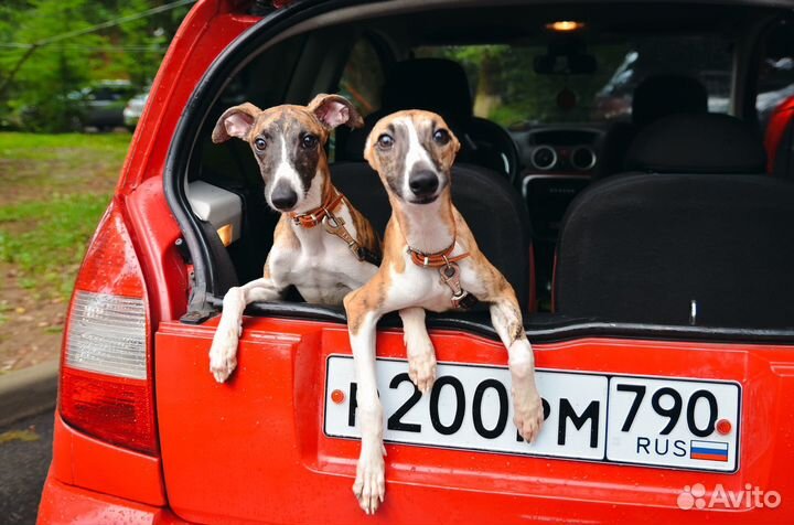 Щенки уиппета