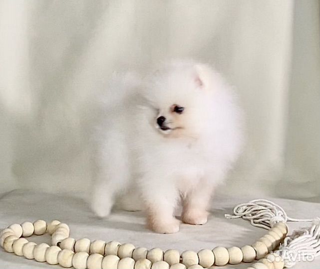 Мальчик шпиц мишка