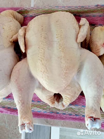 Цыплята суточные