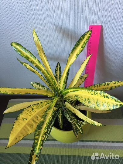 Кротон Голд Сан