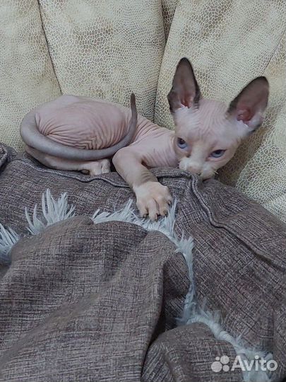 Канадский сфинкс