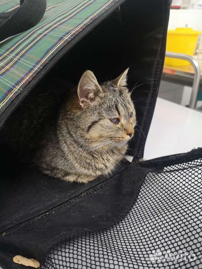 Кошечка 1-2 года