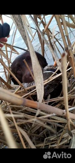 Вязка лабрадор