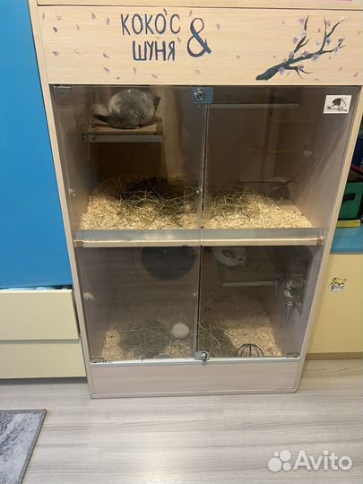 Шиншиллы в добрые руки