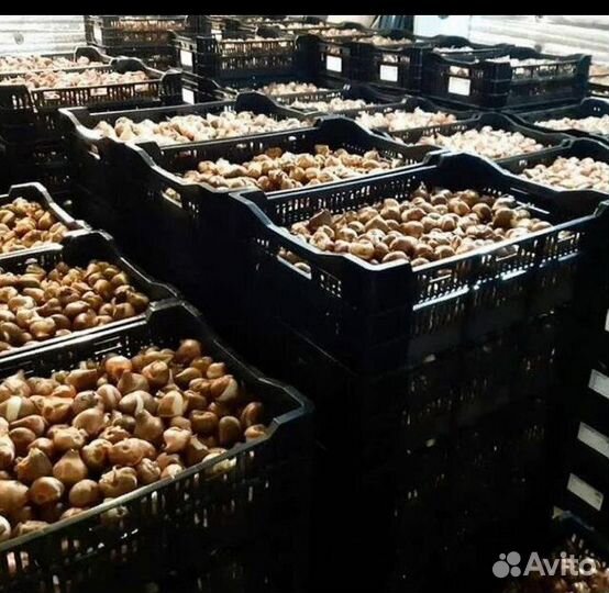 Луковица тюльпанов оптом 12;14+для выгонки