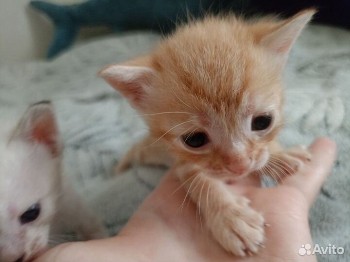 Отдам котят в добрые руки