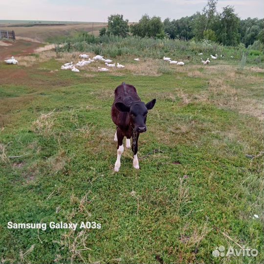 Теленок