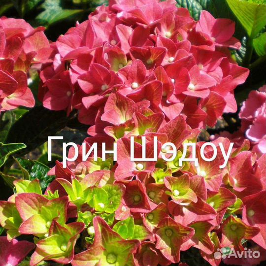 Гортензия крупнолистная