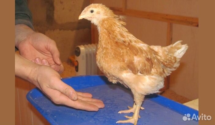 Куры молодки