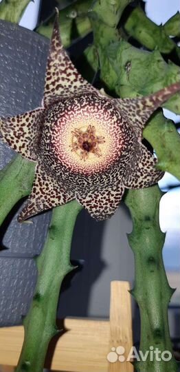 Кактусы и суккуленты