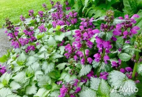 Цветы многолетние