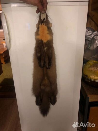 Шкуры куницы