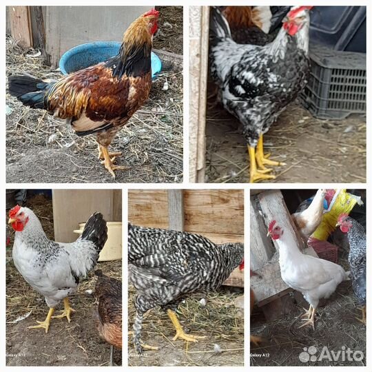 Петухи 5 месяцев