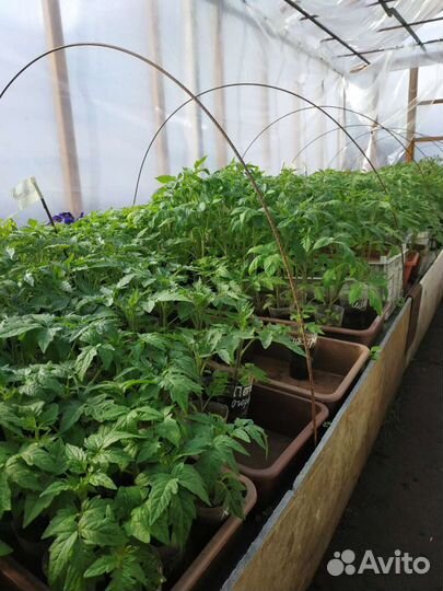 Рассада томатов:черри,низкие,высокие,экзоты